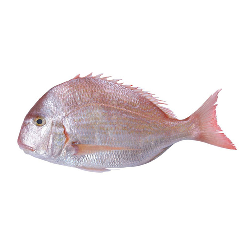 Andak Fish
