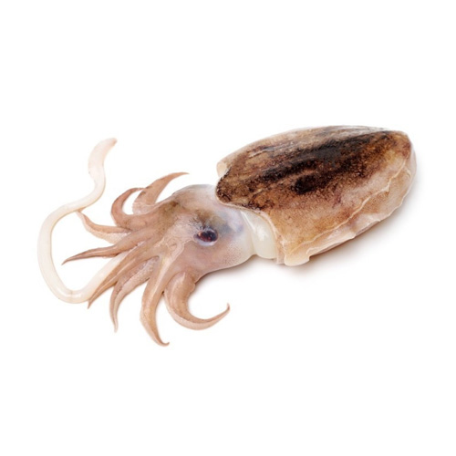 Cuttle Fish
