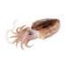 Cuttle Fish