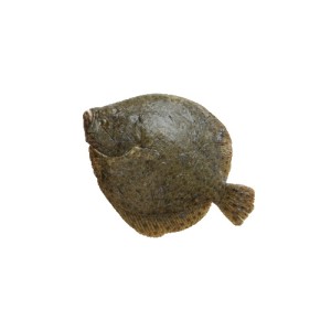 Turbot