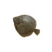 Turbot