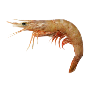 Shrimps Brown 