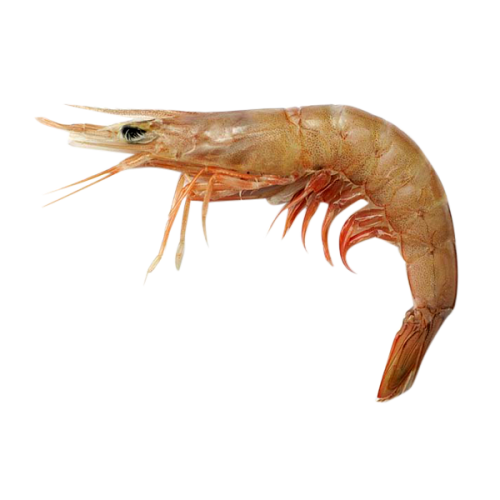 Shrimps Brown 