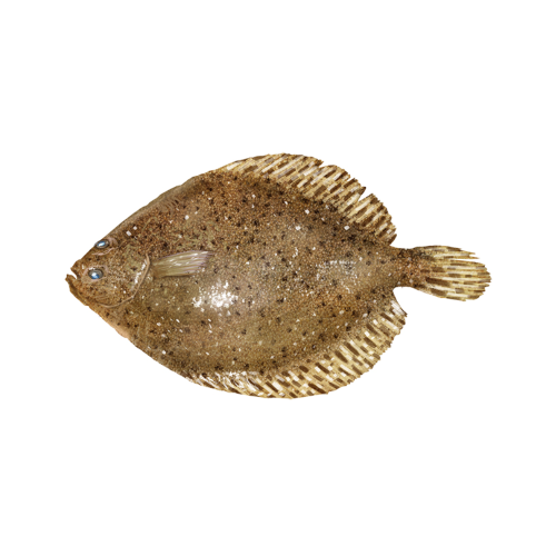 Flounder
