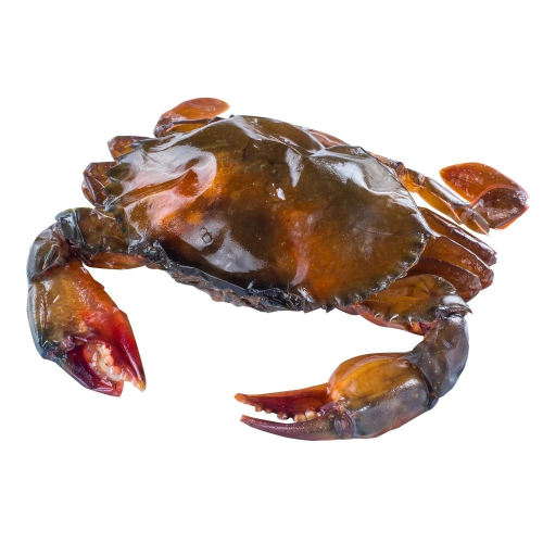 Soft Shell Crab