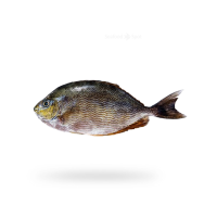 Pasar Rabbit Fish Rabbit fish