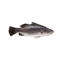 Baramundi Fish
