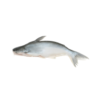 Basa Fish