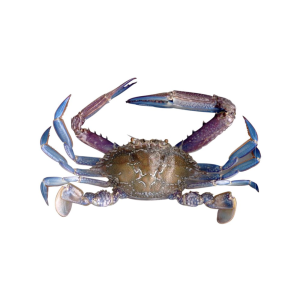 Blue Swimming Crab