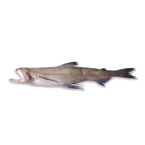 Bombay Duck (Bombil)