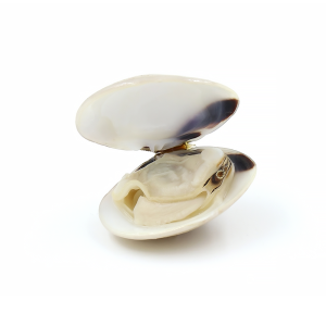 Clam