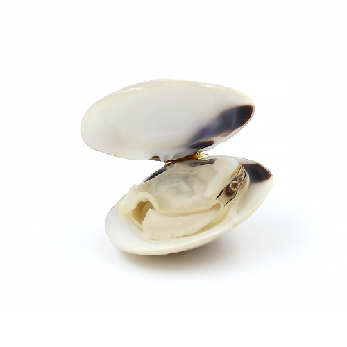 Clam