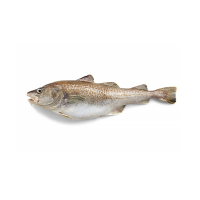 Rodcode Fish Canada Code Fish