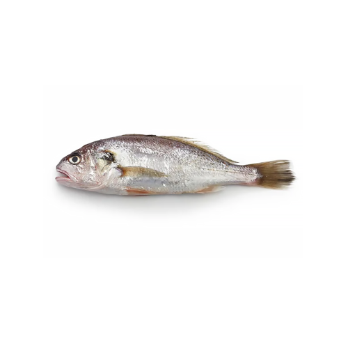 Croaker Fish