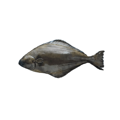 Halibut