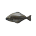 Halibut