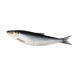 Herring Fish