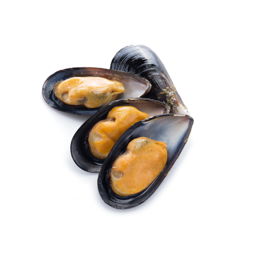 Mussels