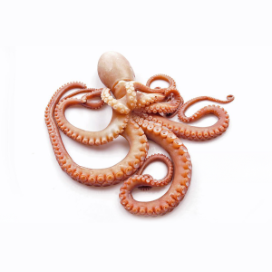 Octopus