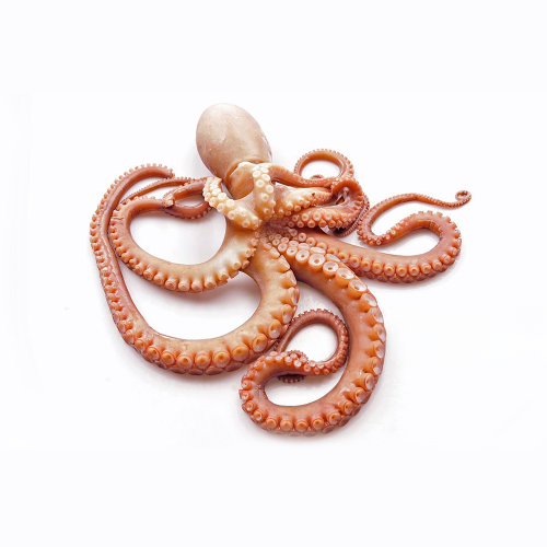 Octopus