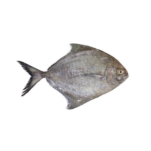 Black Pomfret