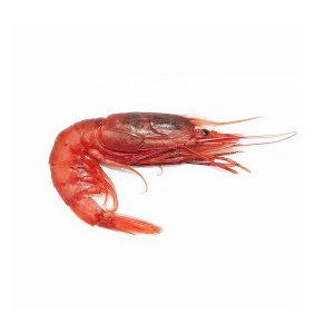 Red Shrimp