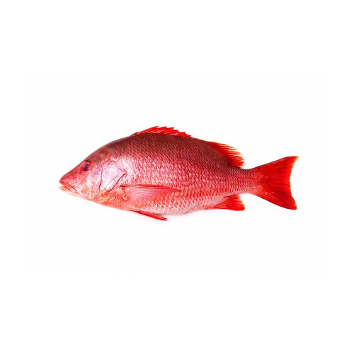 Red Snapper