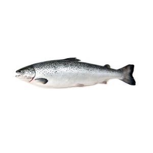Salmon