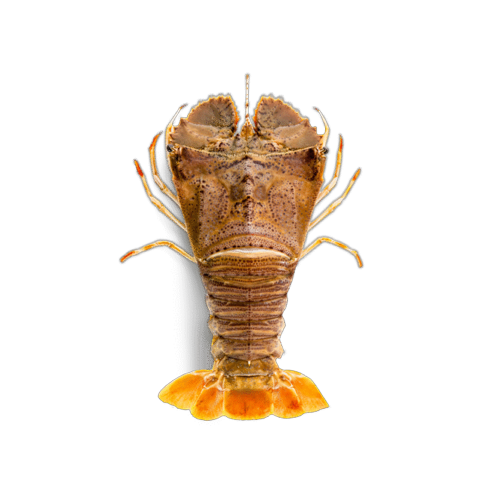Sand Lobster