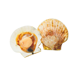 Scallop