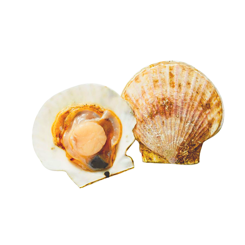 Scallop