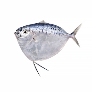 Silver Belly Fish (Razor Moonfish)