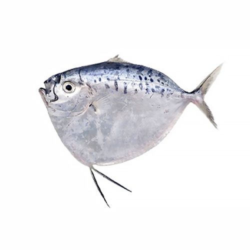 Silver Belly Fish (Razor Moonfish)