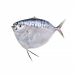 Silver Belly Fish (Razor Moonfish)