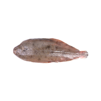 Sole Fish