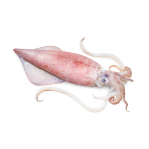 Squid