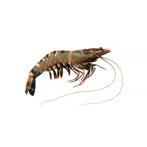Tiger Shrimps