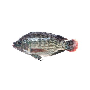 Tilapia