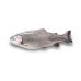 Trout