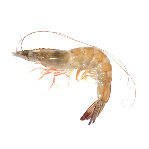 Vannamei Shrimp
