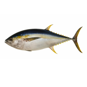 Yellow Fin Tuna
