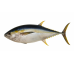 Yellow Fin Tuna