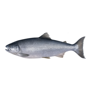Coho Salmon
