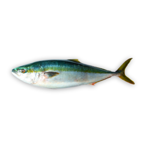Yellowtail Amberjack (Hamachi)
