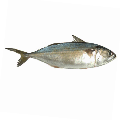 Mackerel 