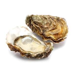 Oyester