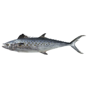 Spanish Mackerel