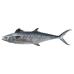 Spanish Mackerel