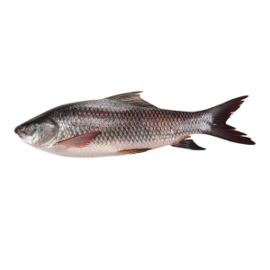 Rohu Fish
