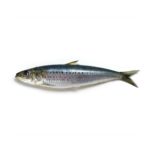 Sardine